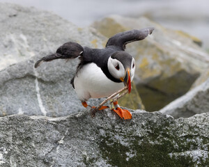 Fototapeta premium Atlantic Puffins of Machias Seal Island, Maine