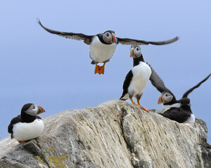 Atlantic Puffins of Machias Seal Island, Maine