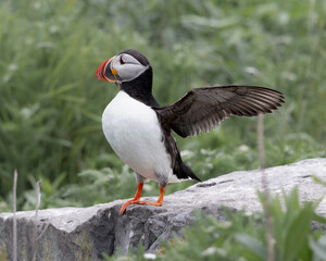Atlantic Puffins of Machias Seal Island, Maine