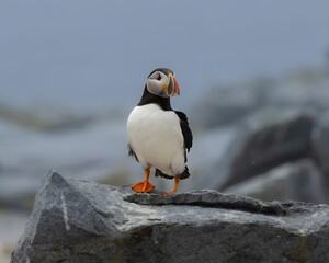 Atlantic Puffins of Machias Seal Island, Maine