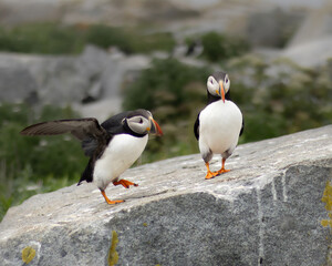 Atlantic Puffins of Machias Seal Island, Maine