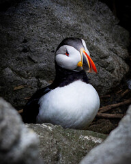 Atlantic Puffins of Machias Seal Island, Maine