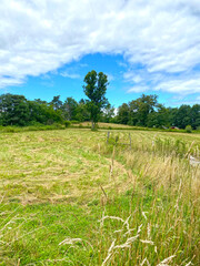 Fototapeta premium green field and sky