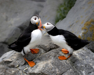 Atlantic Puffins of Machias Seal Island, Maine