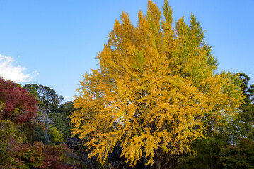 Fototapeta premium 紅葉したイチョウの背景