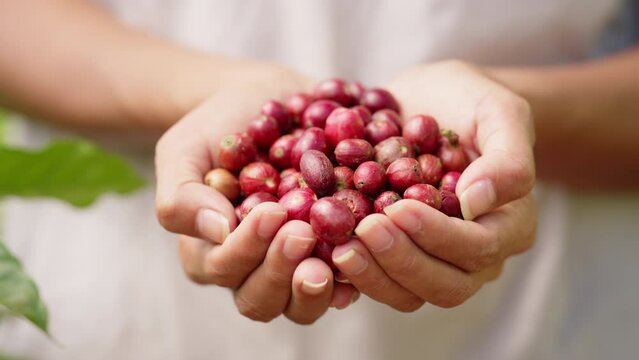 close up female coffee farmer hands full of red coffee berries, handpicked