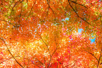 色づいた紅葉のグラデーション