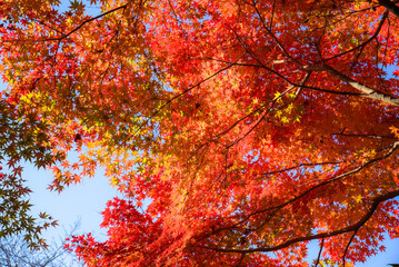 鮮やかに色づいた紅葉