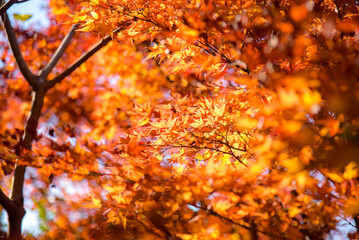 鮮やかに色づいた紅葉