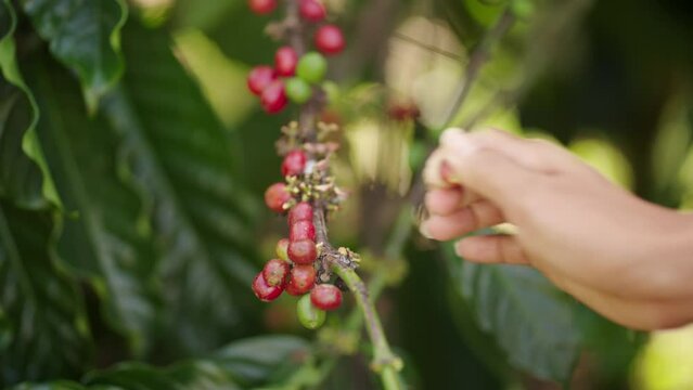 close up woman hands selective picking red coffee fruit on robusta farm