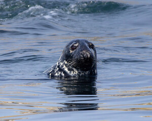 Grey Seal
