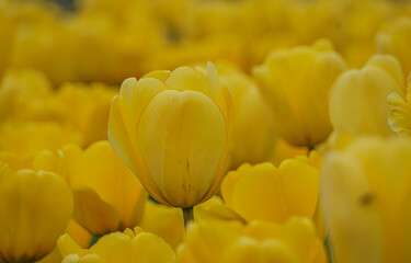 yellow tulips in the garden