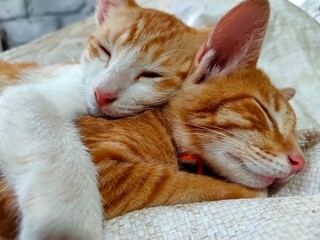 Fototapeta na wymiar Domestic cats take a nap together