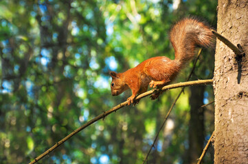 Sciurus close-up running on a tree branch in the forest
