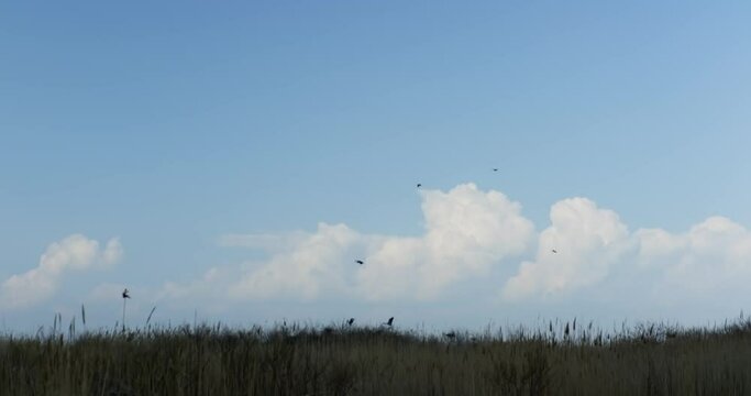 View of panarama grass meadows under a cloudy daytime sky with flying birds