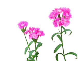 ナデシコ　4月撮影