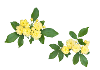 バラ（モッコウバラ）4月撮影