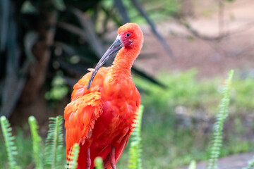 Flamingo, vermelho, ave, beleza, natureza