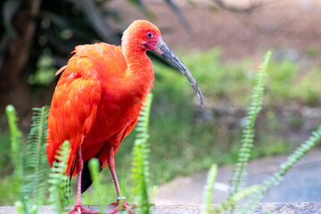 Flamingo, vermelho, ave, beleza, natureza