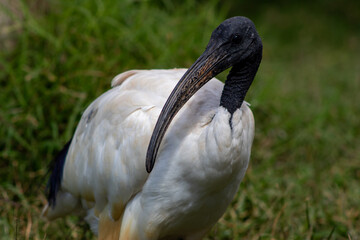 Bico fino, ave, animais, bico, pena, natureza