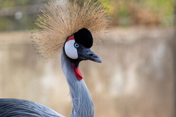 Cisne africano, cabeça plumagem, ave, penas, natureza, exótico 