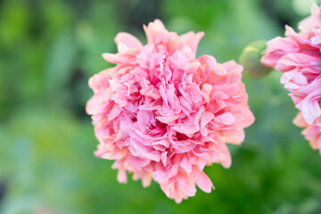 Pink filled poppy bloom