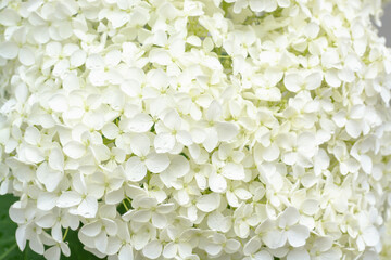 Background with white hydrangea inflorescence