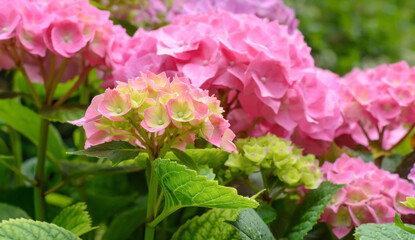 Hydrangea inflorescence of pink and yellow-green hue