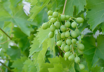 Berries of green grapes on a blurred background