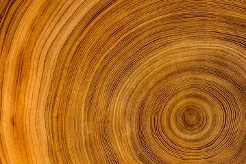 Detailed rich dark brown wood tree with circle growth rings pattern