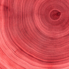 Detailed red wood tree with circle growth rings pattern