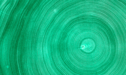 Fototapeta na wymiar Detailed green wood tree with circle growth rings pattern