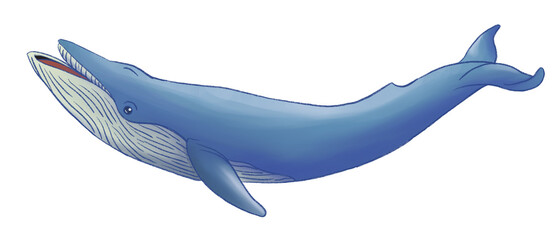 Blue whale transparent