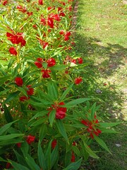 red flowers blooming and green leaves beauty nature 