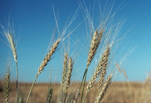 Ripe wheat ready to be harvested