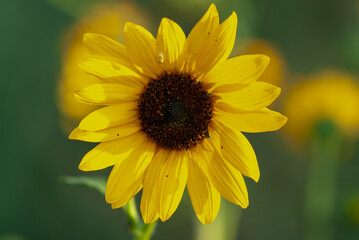 Sunflower photographed in the late afternoon.