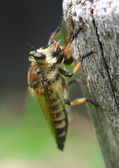 スズメバチを捕らえたムシヒキアブ