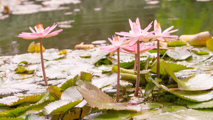 Różowe lilie wodne  © Pabarte