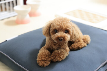 リゾート地で過ごすトイ・プードル