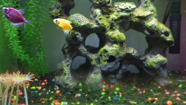 Close up view of glofish in aquarium. Glow fish different colored in tank with big stone, decorations. Algae in aquarium. Gymnocorymbus ternetzi.