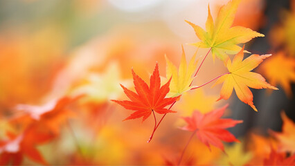 Maple Leaves in Autumn