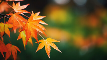 Maple Leaves in Autumn