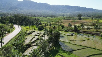 Rice Field Aerial Shot in Purwokerto, Indonesia. Beautiful 4K aerial view of terraced rice fields in village rice terraces. local natural attractions.