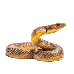 A brown snake with black spots on its head. isolated on white. Transparent PNG. Generative AI