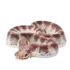 Fototapeta premium A brown and white snake on a white background. isolated on white. Transparent PNG. Generative AI