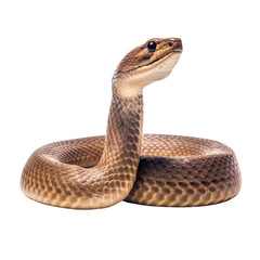 Fototapeta premium A brown snake on a white background. isolated on white. Transparent PNG. Generative AI