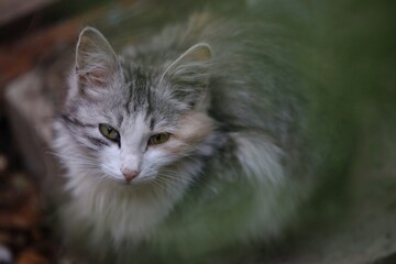 A homeless tricolor little kitten