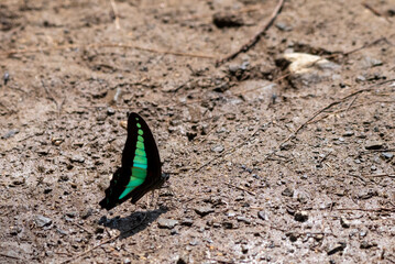 Graphium sarpedon, the common bluebottle or blue triangle, is a species of swallowtail butterfly that is found in Indonesia