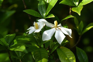 Obraz na płótnie Canvas Cape jasmine ( Gardenia jasminoides ) flowers. Rubiaceae evergreen shrub. Fragrant white flowers bloom from June to July. The fruits are used as herbal medicines and coloring agents.