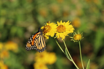 monarch butterfly on a yellow flower